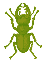 SMNS Entomology Icon